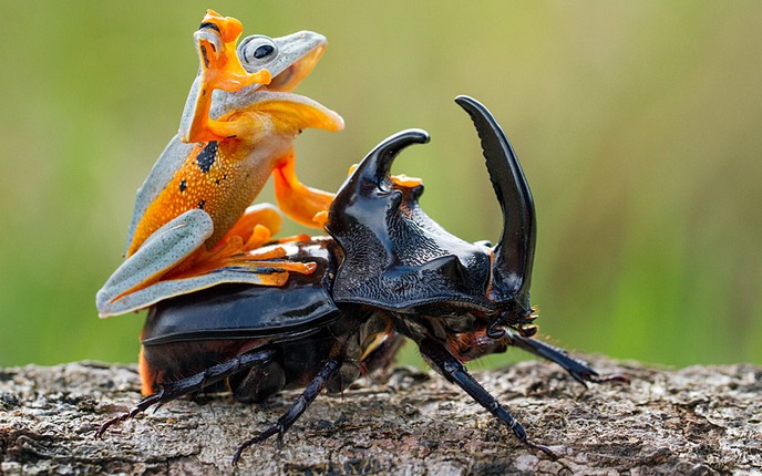 melhores imagens da semana 017